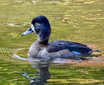 クビワキンクロ こども自然公園 (大池公園/横浜市) 2022年11月12日(土)