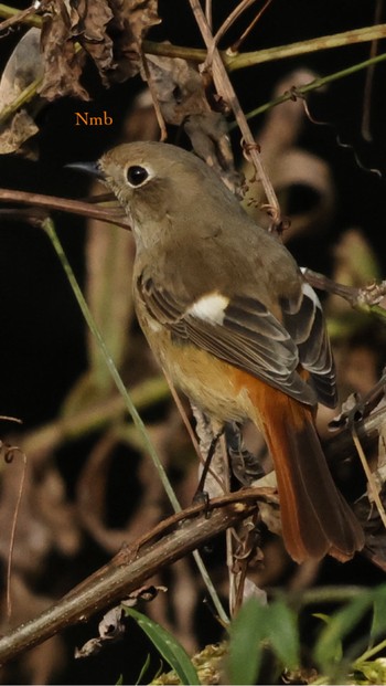 Daurian Redstart Unknown Spots Unknown Date