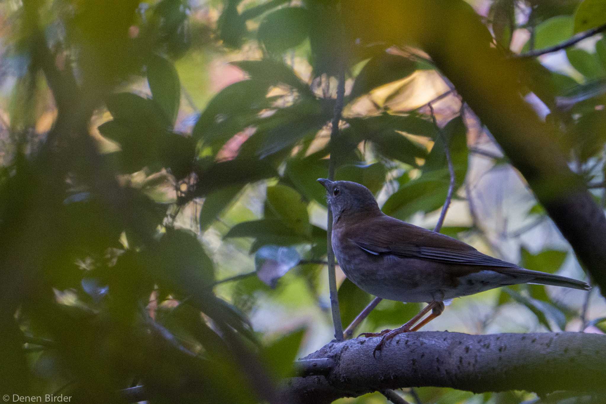 東京大学 シロハラの写真 by 田園Birder