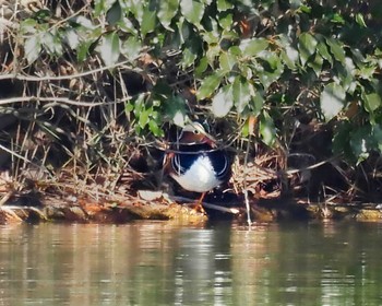 Sat, 11/12/2022 Birding report at 奈良市水上池