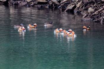 Mandarin Duck 佐賀県唐津市 Sat, 1/28/2017