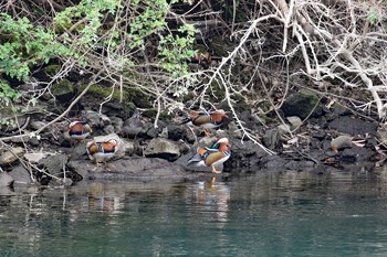 Mandarin Duck 佐賀県唐津市 Tue, 1/17/2017