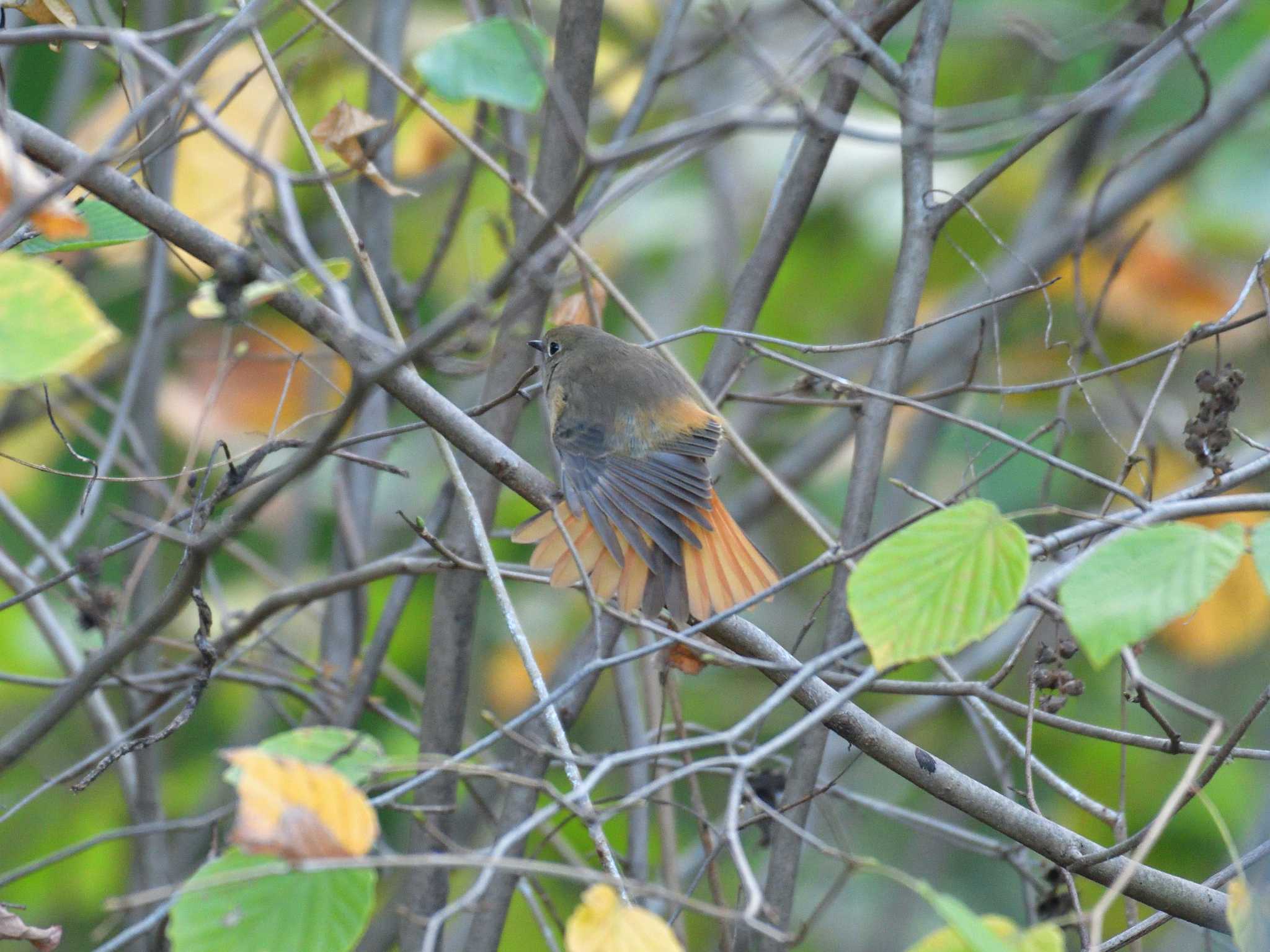 東京港野鳥公園 ジョウビタキの写真 by 80%以上は覚えてないかも