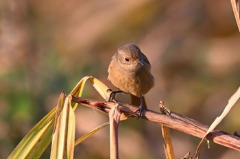 Daurian Redstart これだけ模様がくっきりして、多分おす若 Fri, 11/11/2022