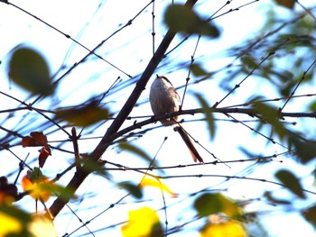 2022年11月12日(土) 平戸永谷川(横浜市)の野鳥観察記録