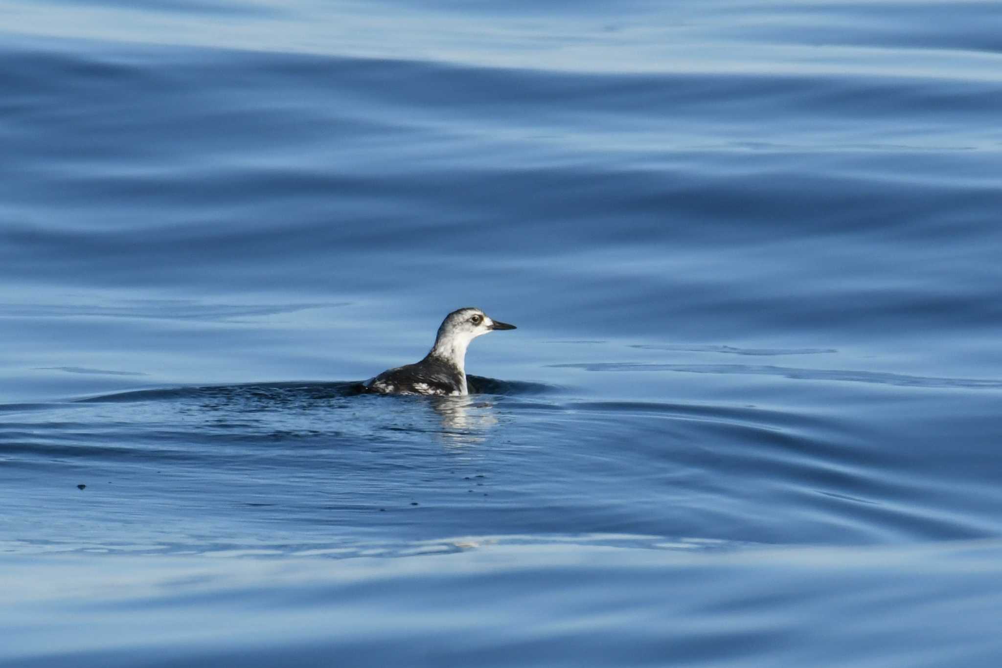 Pigeon Guillemot