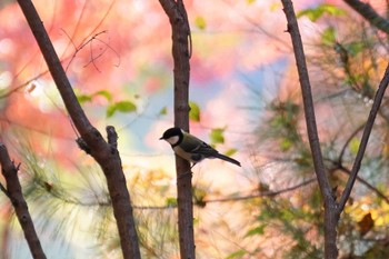 Japanese Tit 神戸市 Sat, 11/12/2022