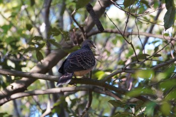 Oriental Turtle Dove 神戸市 Sat, 11/12/2022