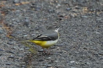 Grey Wagtail 神戸市 Sat, 11/12/2022