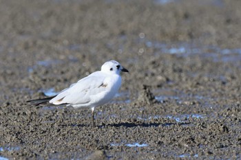 ズグロカモメ 大授搦(東与賀干潟) 2022年11月6日(日)