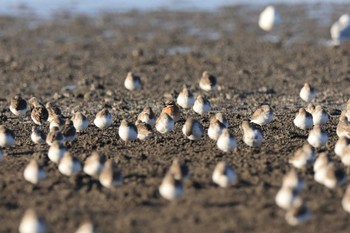 メダイチドリ 大授搦(東与賀干潟) 2022年11月5日(土)