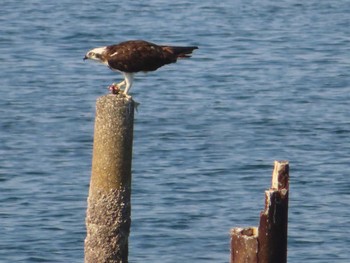 Osprey Shiokawa Tidalflat Sat, 11/12/2022