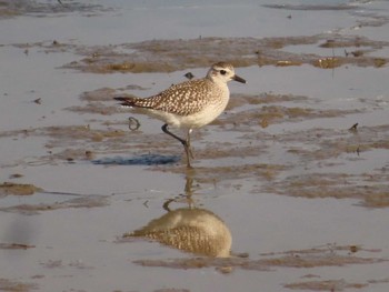 Grey Plover Shiokawa Tidalflat Sat, 11/12/2022