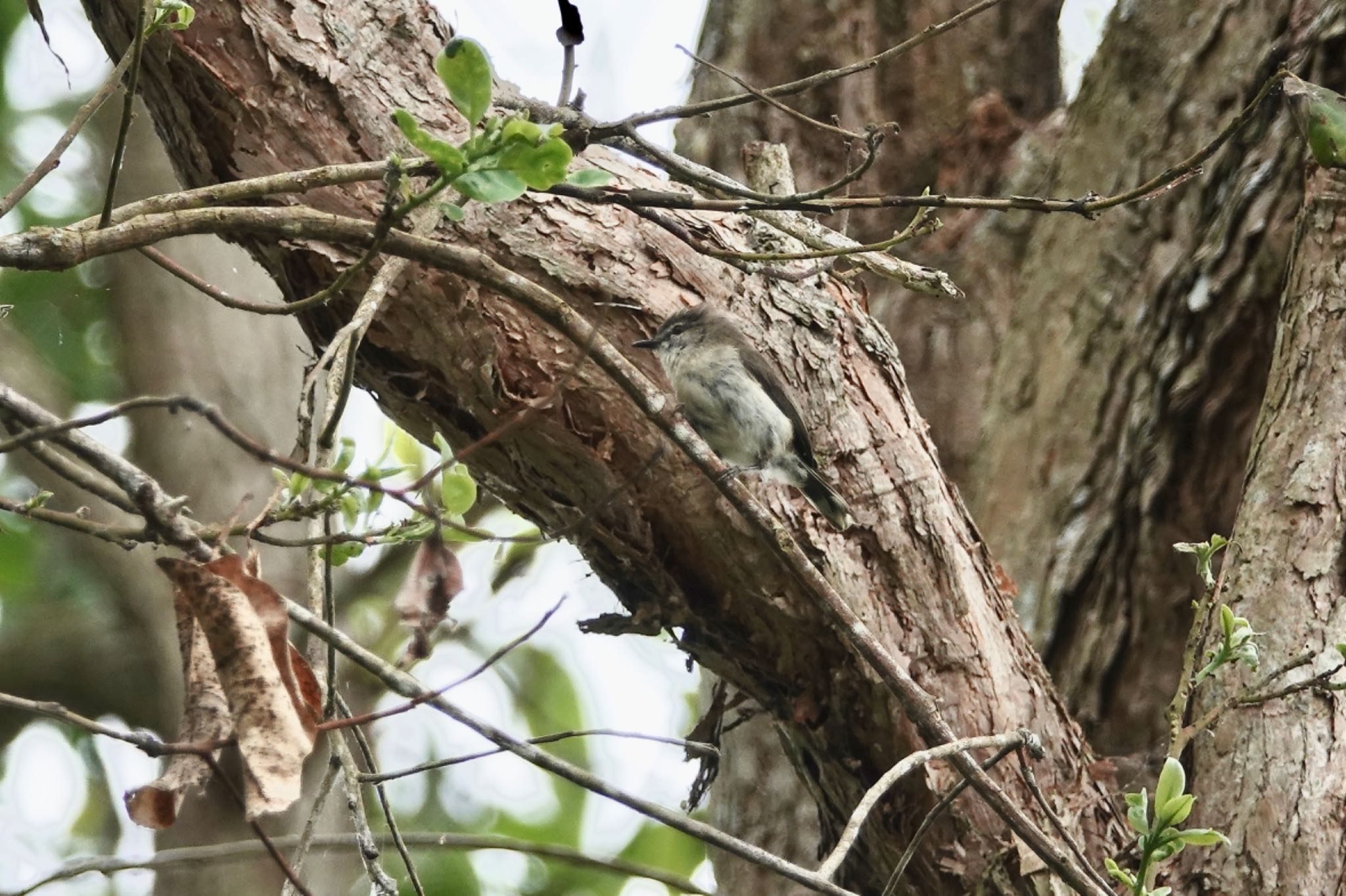 Hasties Swamp National Park チャイロセンニョムシクイの写真 by のどか