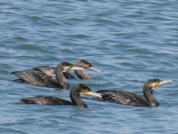 カワウ 行徳野鳥保護区 2022年11月12日(土)