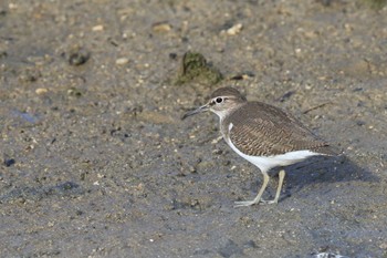 イソシギ 石垣島 撮影日未設定