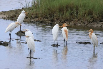 Eastern Cattle Egret 大瀬海岸(奄美大島) Unknown Date