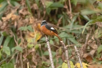 2022年11月12日(土) 薬師池公園の野鳥観察記録