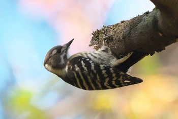 Japanese Pygmy Woodpecker 箱根野鳥の森 Fri, 11/11/2022