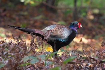 2022年11月11日(金) 箱根野鳥の森の野鳥観察記録
