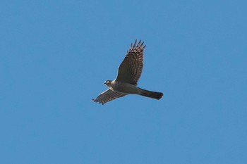 Sat, 11/12/2022 Birding report at 池子の森自然公園