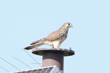 Sat, 11/12/2022 Birding report at Watarase Yusuichi (Wetland)