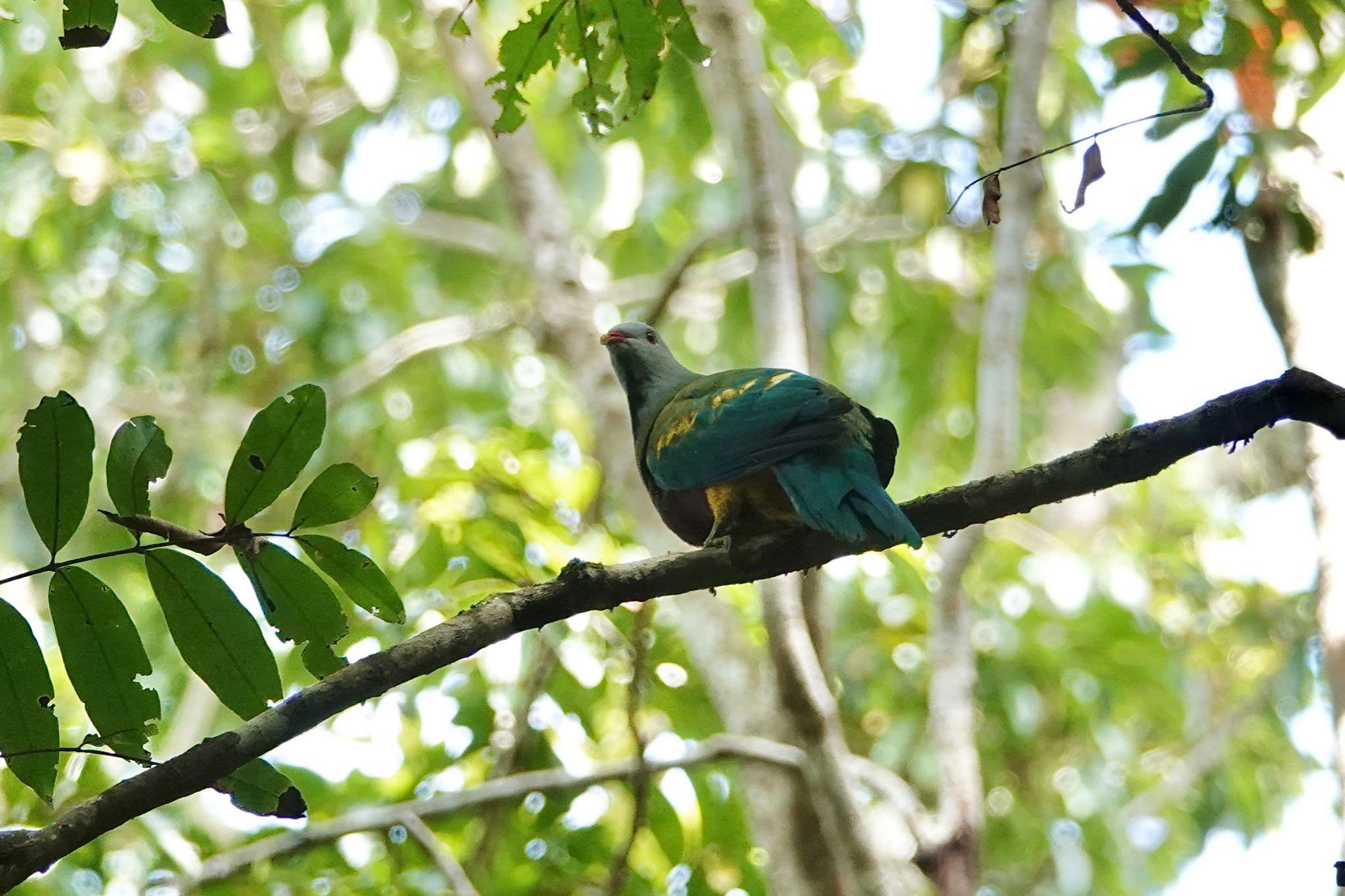 Chambers Wildlife Rainforest Lodges 周辺 ワープーアオバトの写真 by のどか