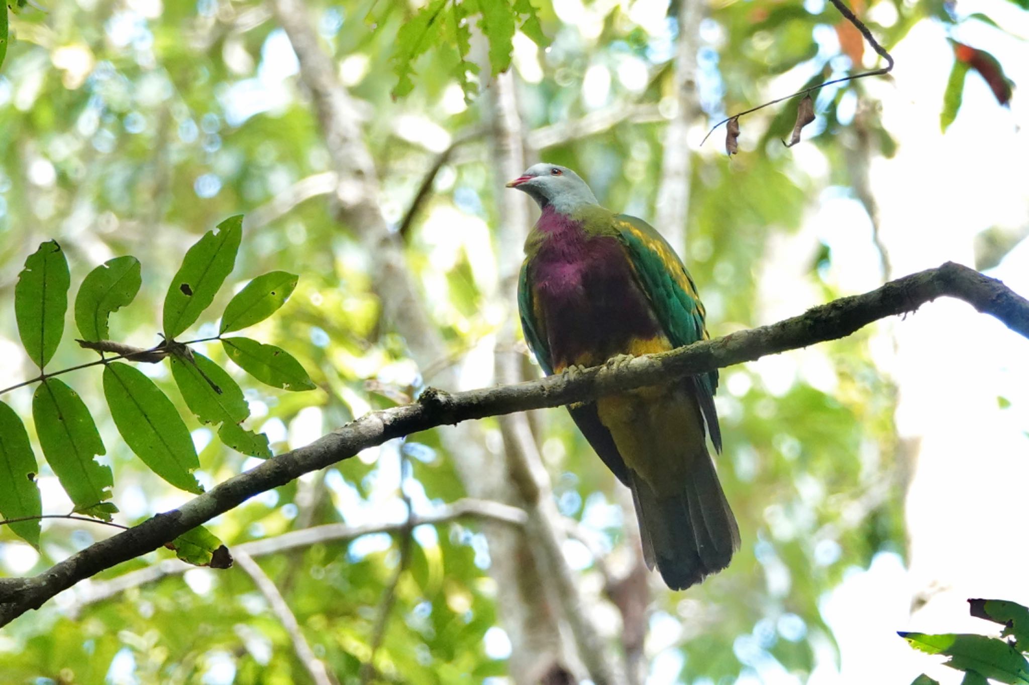 Wompoo Fruit Dove