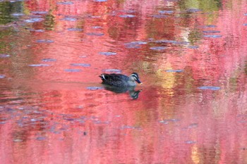 Eastern Spot-billed Duck 神戸市 Sat, 11/12/2022