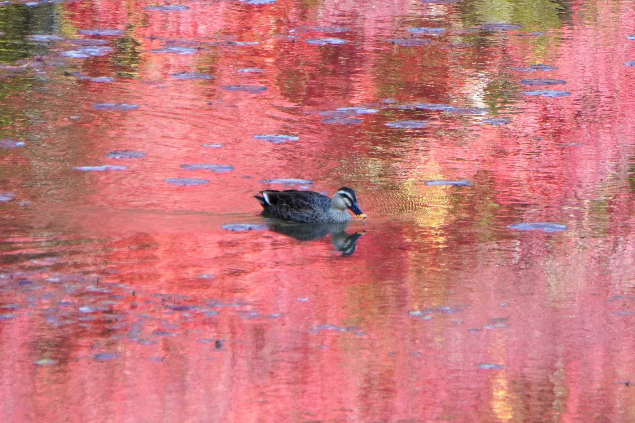 Photo of Eastern Spot-billed Duck at 神戸市 by jasmine