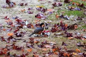 Varied Tit 神戸市 Sat, 11/12/2022