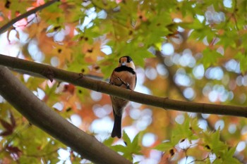 Varied Tit 神戸市 Sat, 11/12/2022