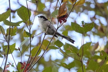 Long-tailed Tit 神戸市 Sat, 11/12/2022