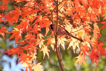 エナガ 神戸市 2022年11月12日(土)