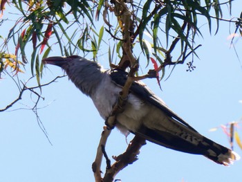 Channel-billed Cuckoo Mowbray Park, West Willoughby, NSW, Australia Sat, 11/12/2022