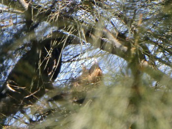 Channel-billed Cuckoo Mowbray Park, West Willoughby, NSW, Australia Sat, 11/12/2022