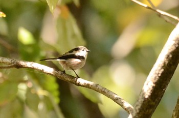 Long-tailed Tit Mizumoto Park Sat, 11/12/2022