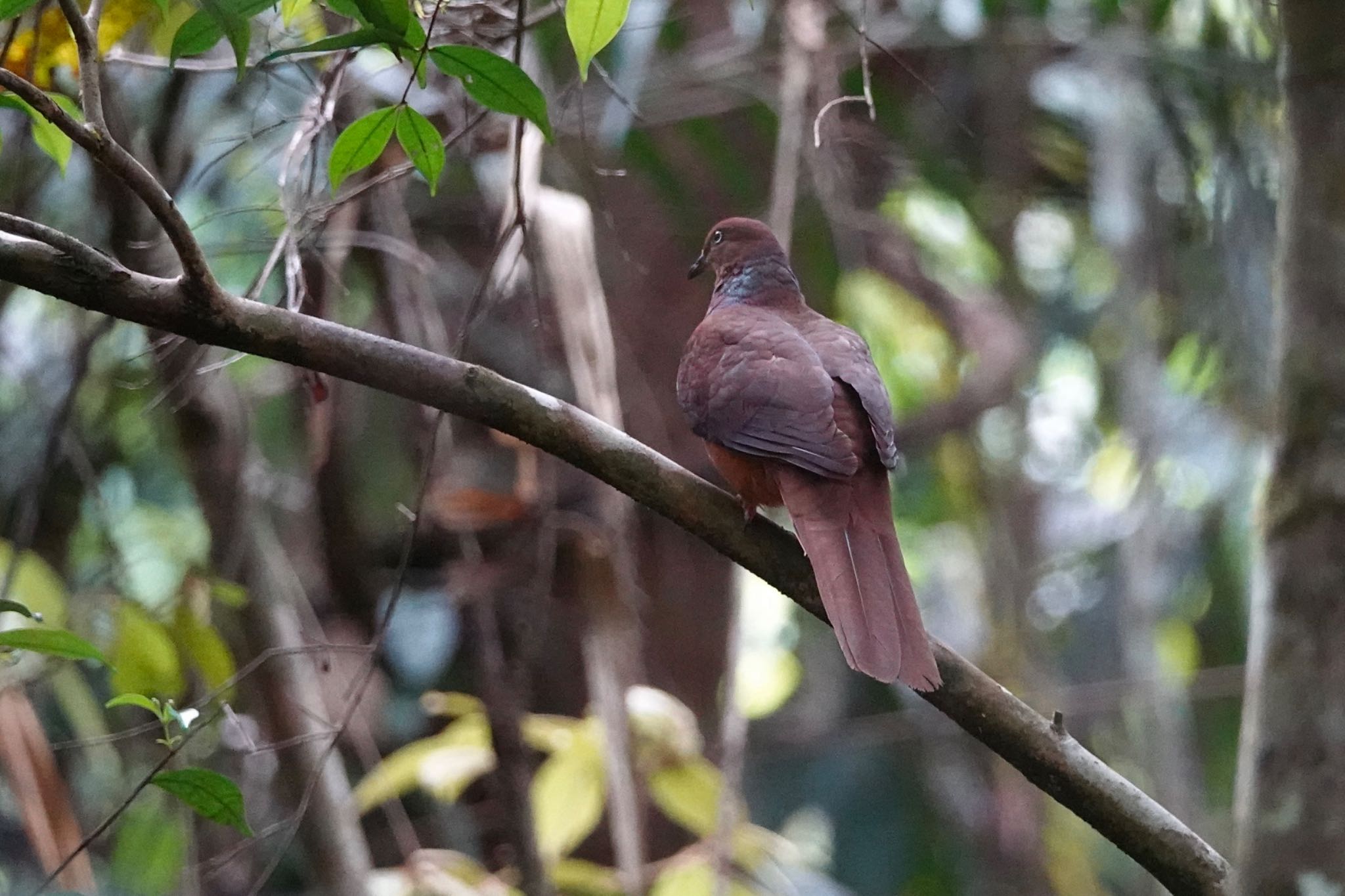 Chambers Wildlife Rainforest Lodges 周辺 オナガバトの写真 by のどか