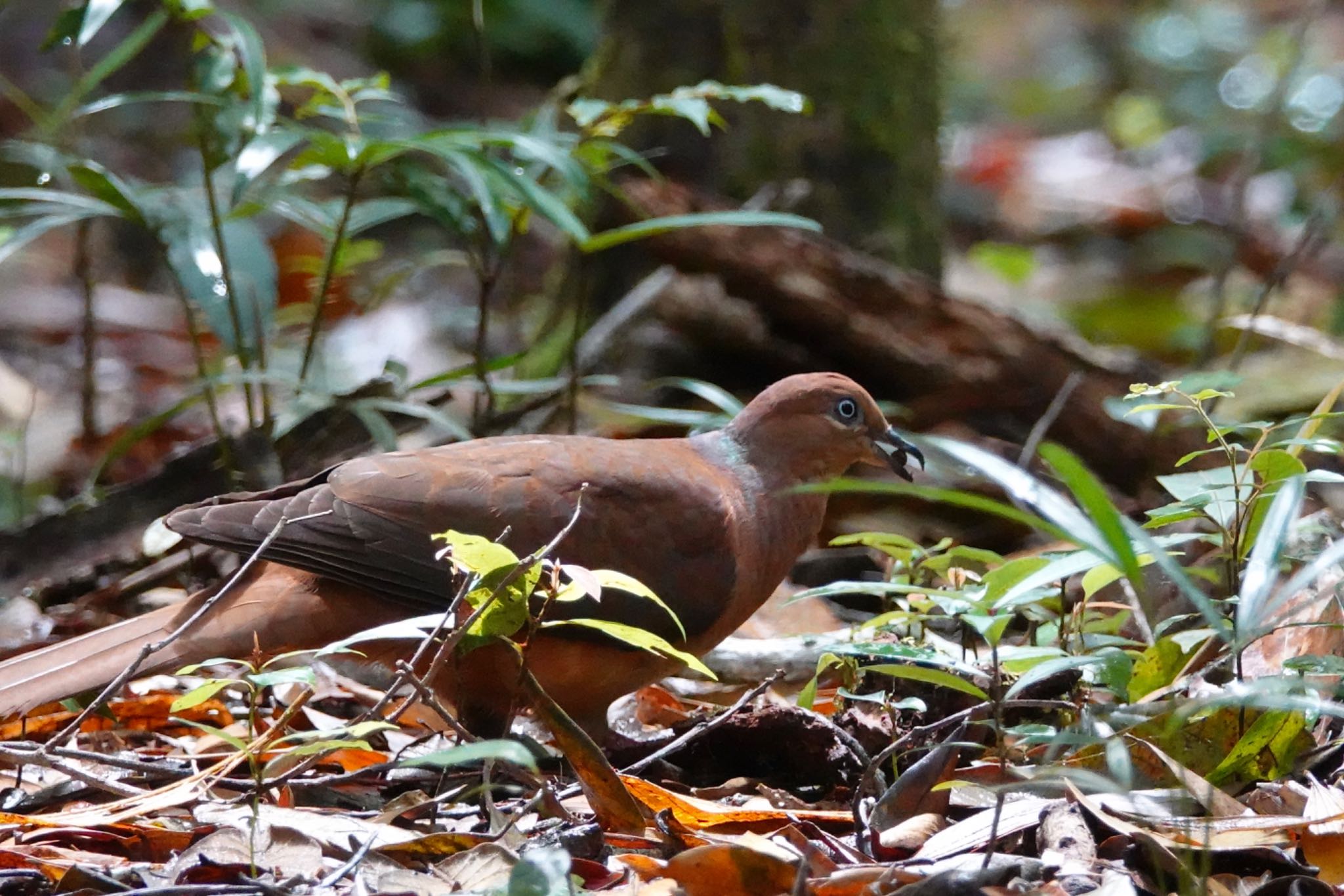 Brown Cuckoo-Dove