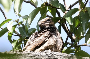 Grey Nightjar Osaka Tsurumi Ryokuchi Mon, 11/7/2022