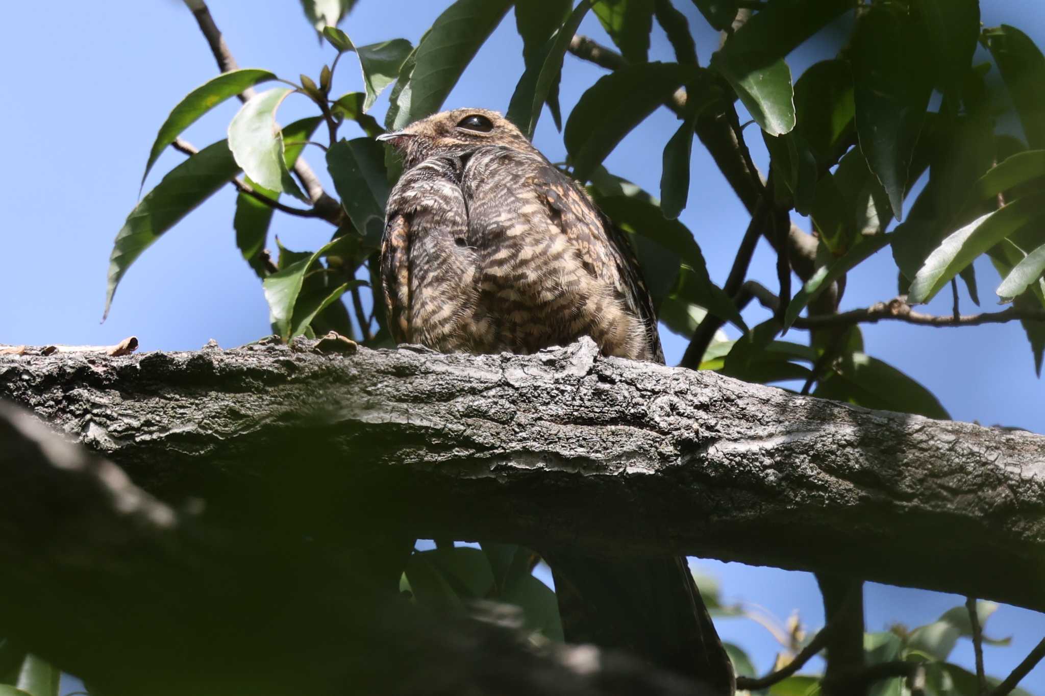 Photo of Grey Nightjar at Osaka Tsurumi Ryokuchi by トビトチヌ