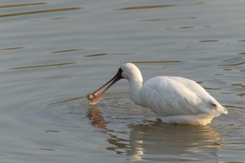 Black-faced Spoonbill 草津下物 Sat, 11/12/2022