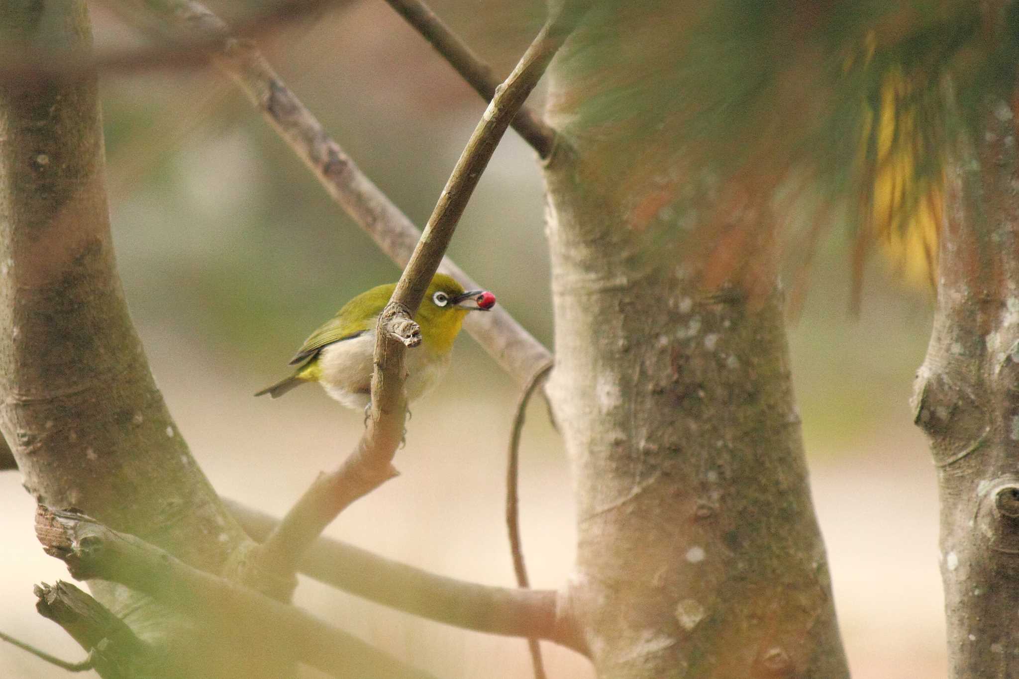 Photo of Warbling White-eye at 佐賀県唐津市 by ピノタン