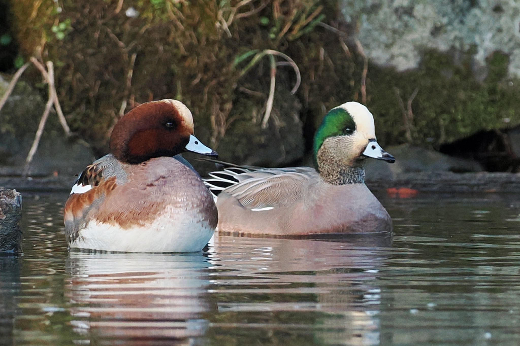 Photo of American Wigeon at 鶴岡八幡宮 by アポちん
