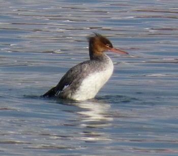 ウミアイサ 行徳野鳥保護区 2022年11月12日(土)