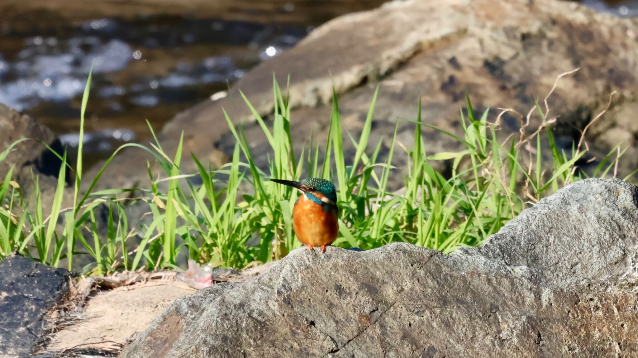 Photo of Common Kingfisher at 武田尾 by 洗濯バサミ