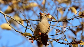 Daurian Redstart Arima Fuji Park Sat, 11/12/2022