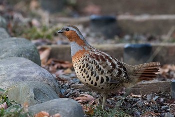 Chinese Bamboo Partridge Machida Yakushiike Park Sat, 2/24/2018