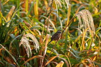 ホオジロ 野川 2022年11月13日(日)