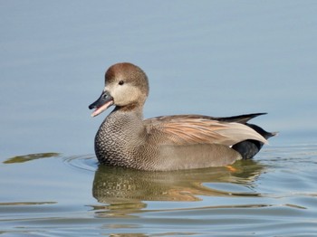 Gadwall 兵庫県明石市 Sat, 11/12/2022